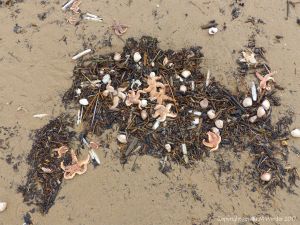 Strandline deposits with seashells and starfishes