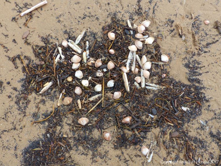 Strandline deposits with seashells and plant debris