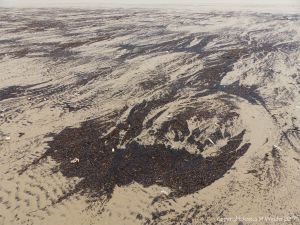 Driftline patterns of black particles on a sandy beach