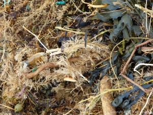 Hydroids and fucoids on the strandline at Rhossili