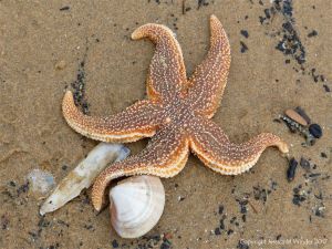 Dead common starfish with rayed trough shell and Pharus legumen on the Rhossili strandline