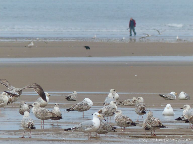 Congregation of gulls on the sand at Rhossili
