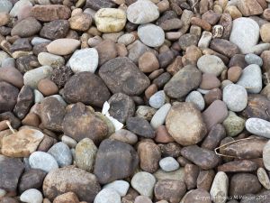 Pebbles with black coating of iron sulphides from burial in anaerobic layers