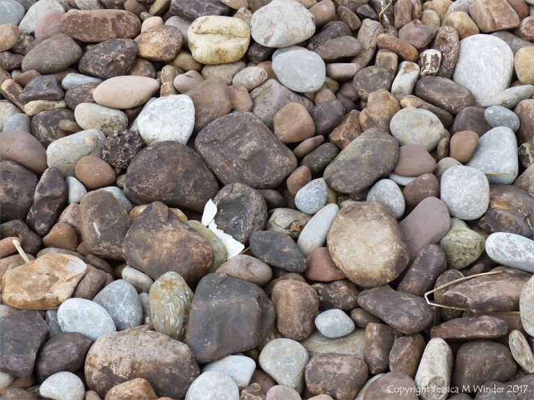 Pebbles with black coating of iron sulphides from burial in anaerobic layers