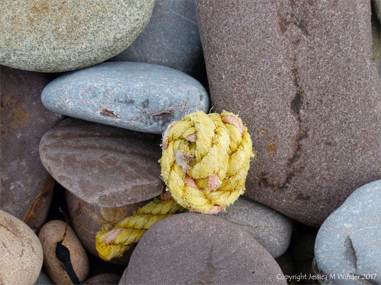 Piece of knotted yellow rope on pebbles at Rhossili