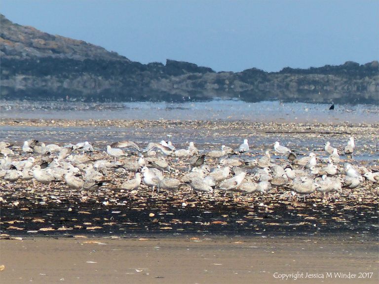 Young gulls feasting on starfish and molluscs washed up on the Rhossili strandline