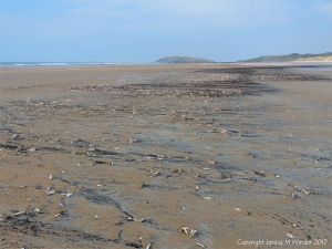 Strandline of dead seashore creatures at Rhossili in Gower