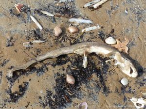 Dead dogfish washed up at Rhossili, Gower.