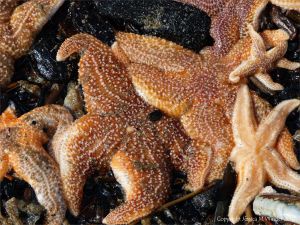 Dead common starfishes (Asterias rubens) washed up on the strandline at Rhossili in Gower