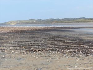 Dark driftline with masses of dead starfish on Rhossili beach in Gower
