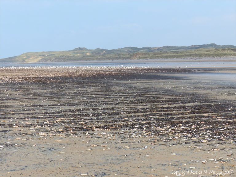 Dark driftline with masses of dead starfish on Rhossili beach in Gower