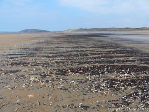 Mass stranding of starfish and other seashore creatures on Rhossili beach
