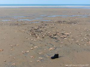 Mass stranding of starfish and other seashore creatures on Rhossili beach