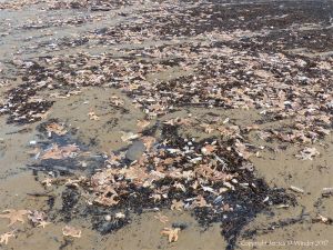 Mass stranding of starfish and other seashore creatures on Rhossili beach