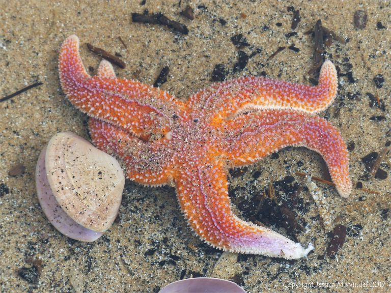 Dead common starfish (Asterias rubens) washed up on the strandline at Rhossili in Gower