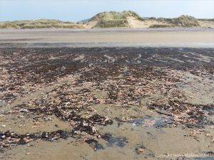 Mass stranding of starfish and other seashore creatures on Rhossili beach