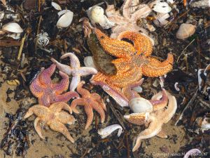 Dead common starfishes (Asterias rubens) washed up on the strandline at Rhossili in Gower