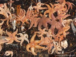 Dead common starfishes (Asterias rubens) washed up on the strandline at Rhossili in Gower