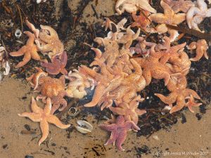 Dead common starfishes (Asterias rubens) washed up on the strandline at Rhossili in Gower