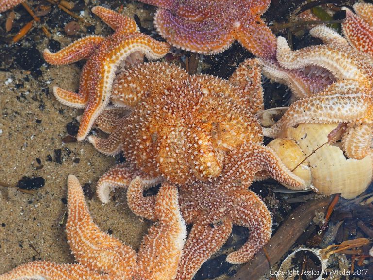 Dead common starfishes (Asterias rubens) washed up on the strandline at Rhossili in Gower
