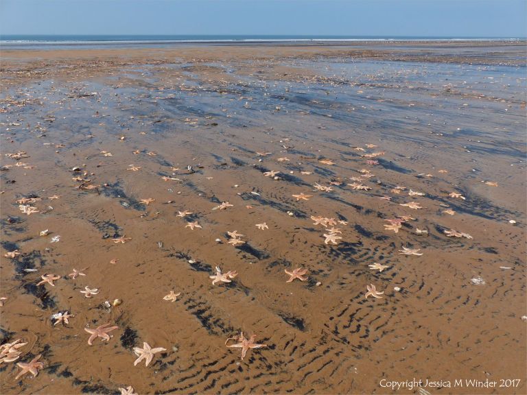 Dead starfishes scattered across the beach