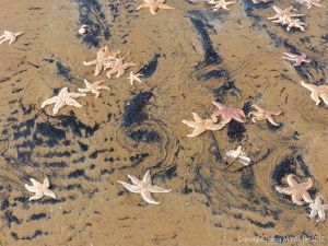 Starfishes scattered across the beach