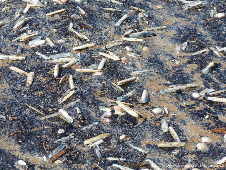 Seashells (mostly Pharus legumen) with fine black detritus on the strandline at Rhossili in Gower, South Wales