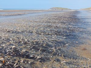 Seashells (mostly Pharus legumen) with fine black detritus on the strandline at Rhossili in Gower, South Wales