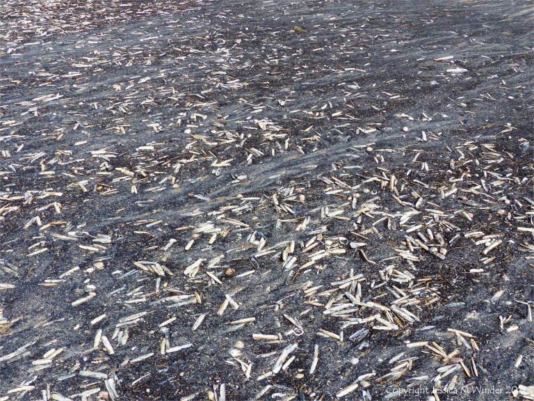 Seashells (mostly Pharus legumen) with fine black detritus on the strandline at Rhossili in Gower, South Wales