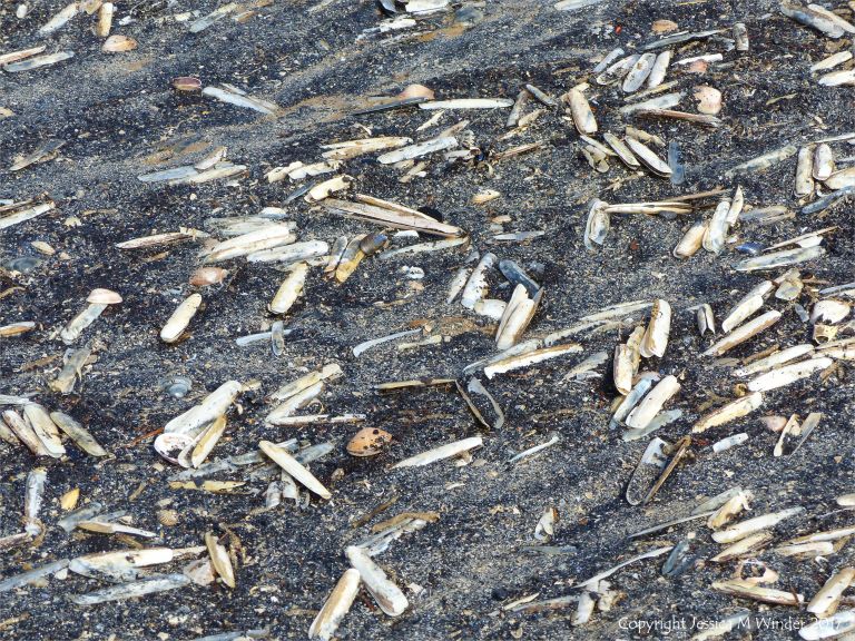 Seashells (mostly Pharus legumen) with fine black detritus on the strandline at Rhossili in Gower, South Wales