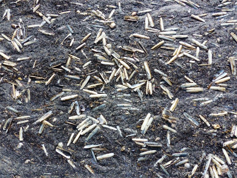 Seashells (mostly Pharus legumen) with fine black detritus on the strandline at Rhossili in Gower, South Wales