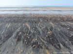 Natural patterns in black detritus on the strandline at Rhossili beach