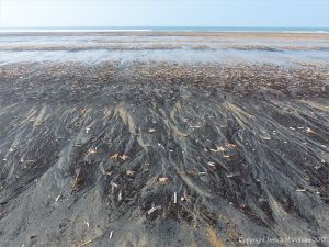 Natural patterns in black detritus on the strandline at Rhossili beach