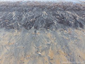 Natural patterns in black detritus on the strandline at Rhossili beach