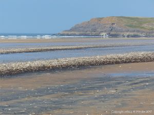 Seashells and starfish stranded on the sandy beach at Rhossili in Gower, South Wales.