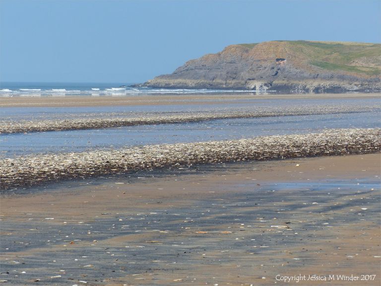 Seashells and starfish stranded on the sandy beach at Rhossili in Gower, South Wales.