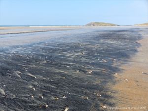 Strandline of fine black detritus on the sandy beah at Rhossili in Gower, South Wales