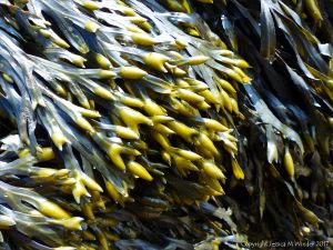 Is this Spiral Wrack seaweed at Spaniard Rocks?