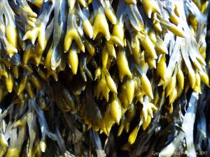Is this Spiral Wrack seaweed or Bladder Wrack at Spaniard Rocks?