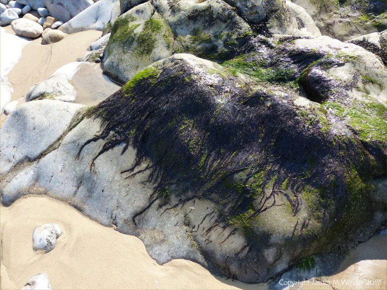 Dried seaweed on rock at Spaniard Rocks