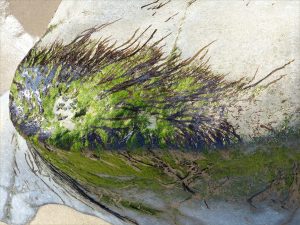 Dried seaweed on rock at Spaniard Rocks