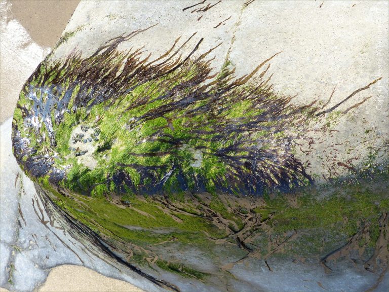 Dried seaweed on rock at Spaniard Rocks