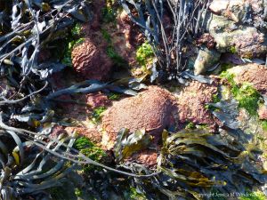 Sand Binder seaweed at Spaniard Rocks
