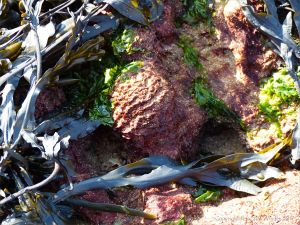 Sand Binder seaweed at Spaniard Rocks