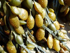 Male Knotted or Egg Wrack at Spaniard Rocks