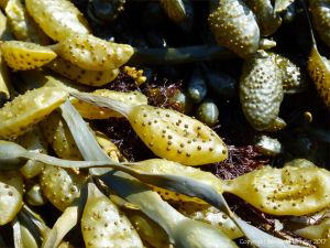 Female Knotted or Egg Wrack at Spaniard Rocks
