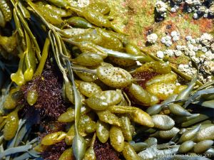 Female Knotted or Egg Wrack at Spaniard Rocks