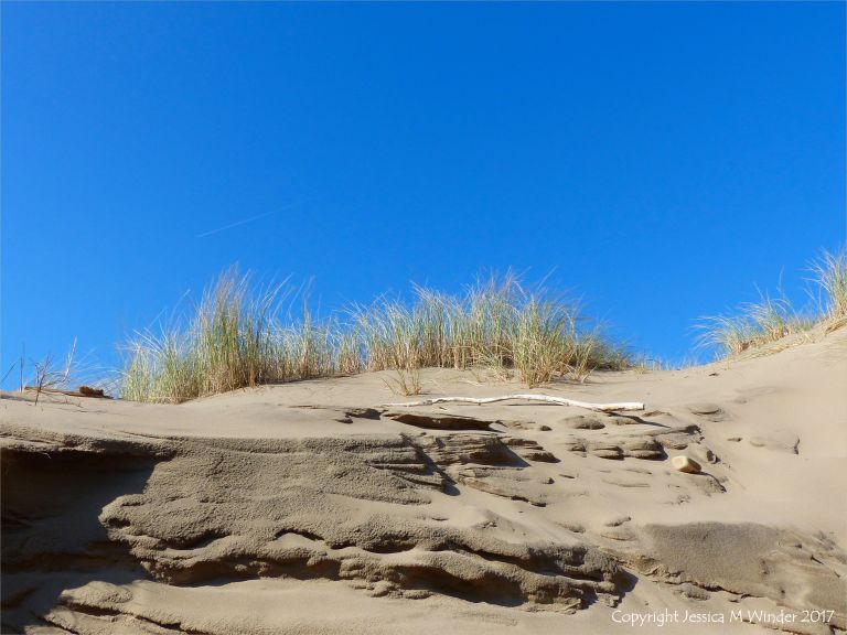 Eroded sand dune at Rhossili Beach with marram grass on top of layered cut