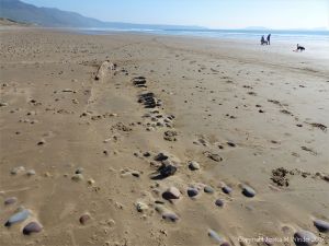 Wooden ribs and keel showing the outline of the ship Anne just visible in the sand and pebbles at Rhossili