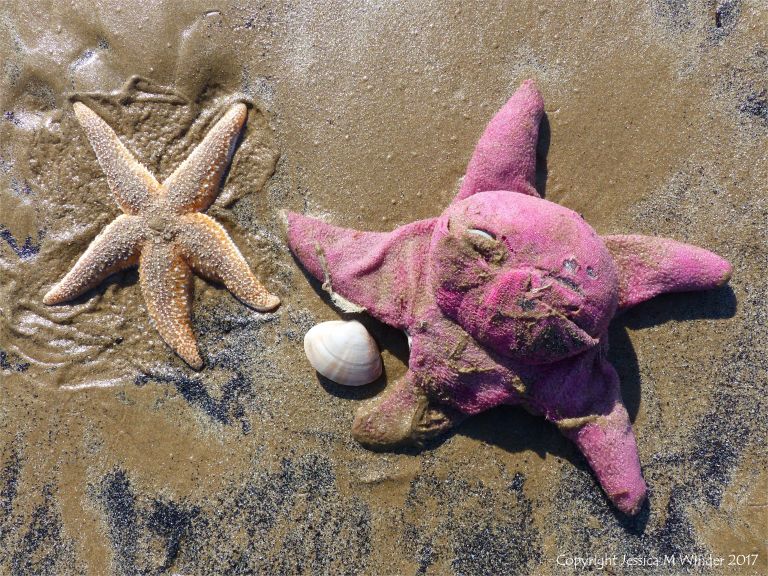 Toy starfish with real starfish on the beach